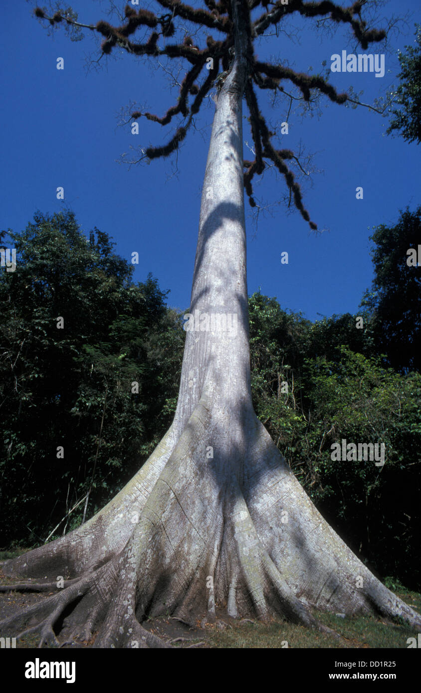 Kapok oder Silk Cotton Tree, Ceiba Pentandra, Guatemala Stockfoto
