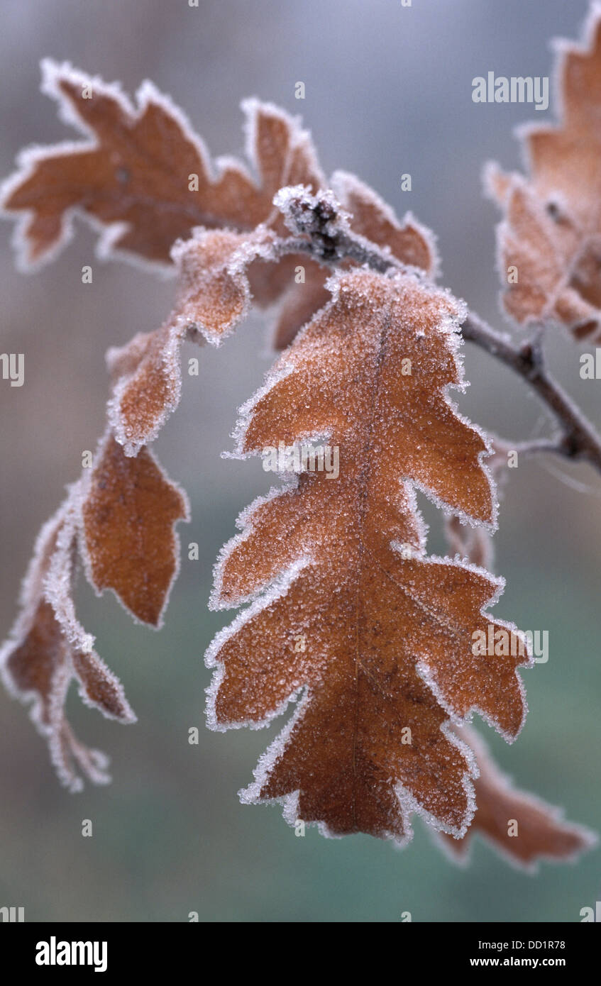 Eichenlaub im Winter Frost, Quercus sp., UK Stockfoto