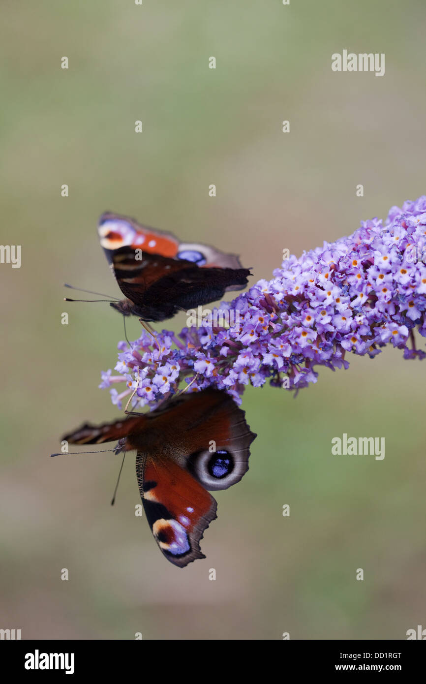 Peacock Schmetterlinge (Inachis Io). Einnahme von Nektar aus den Blüten des Sommerflieders (Buddleja Davidii). August. Norfolk. Stockfoto