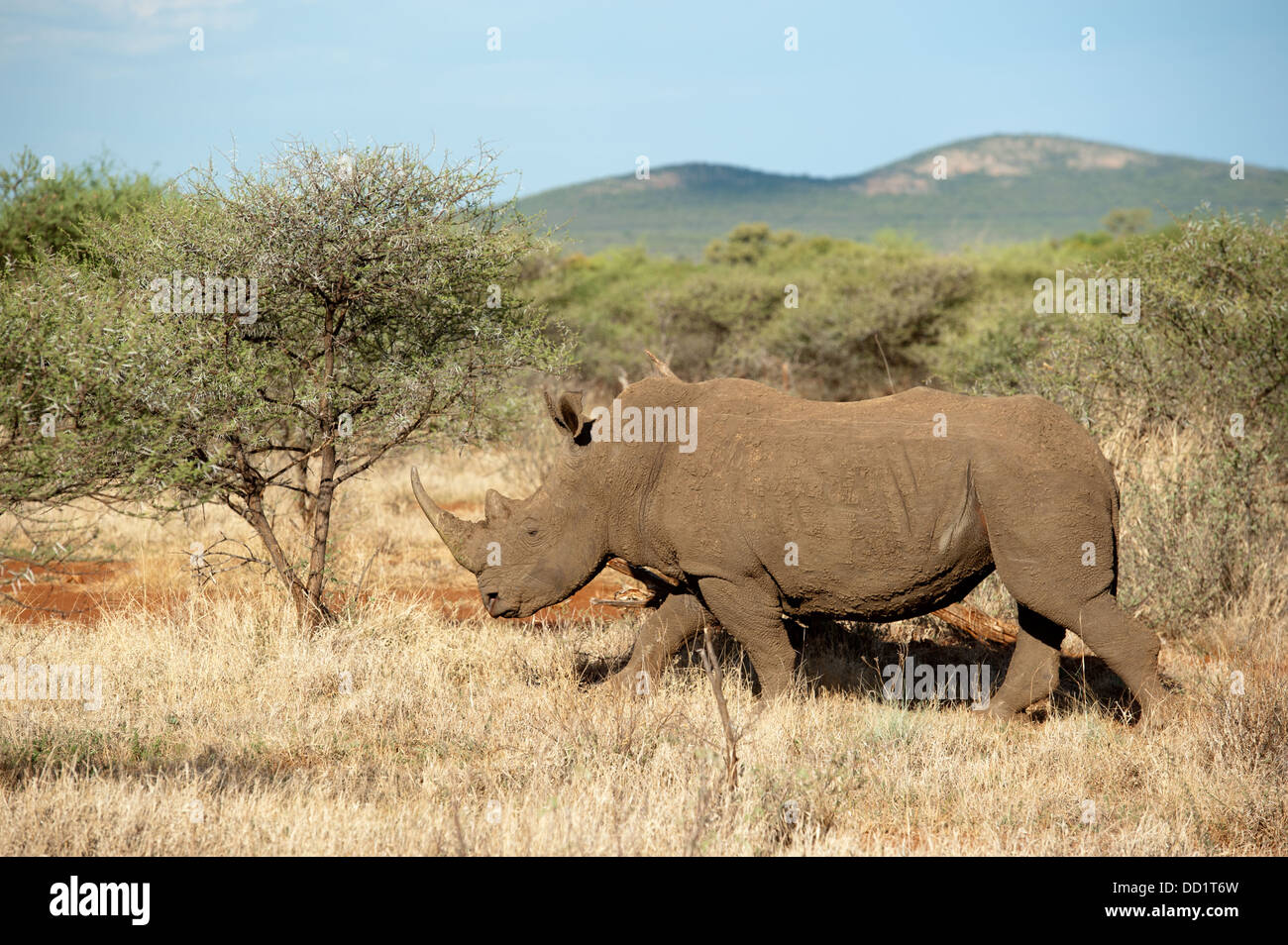 Weißer Rhinoceros (Ceratotherium Simum), Madikwe Game Reserve, Südafrika Stockfoto