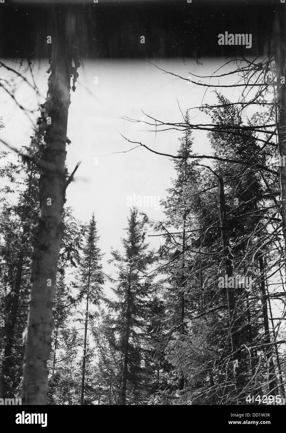 Eine Nahaufnahme der Krone einer schwarzen Fichte, die ihre Struktur und ihre natürlichen Eigenschaften betont. Stockfoto