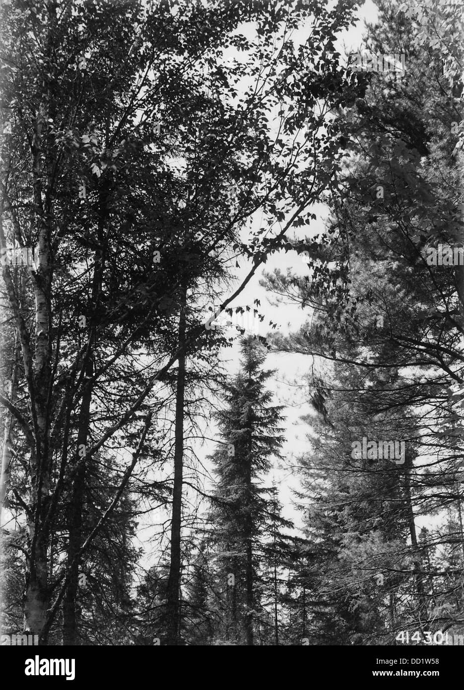 Dieses Bild zeigt die Krone einer Schwarzen Fichte und zeigt ihre charakteristische Nadelstruktur und die natürlichen Eigenschaften dieser Baumart. Stockfoto