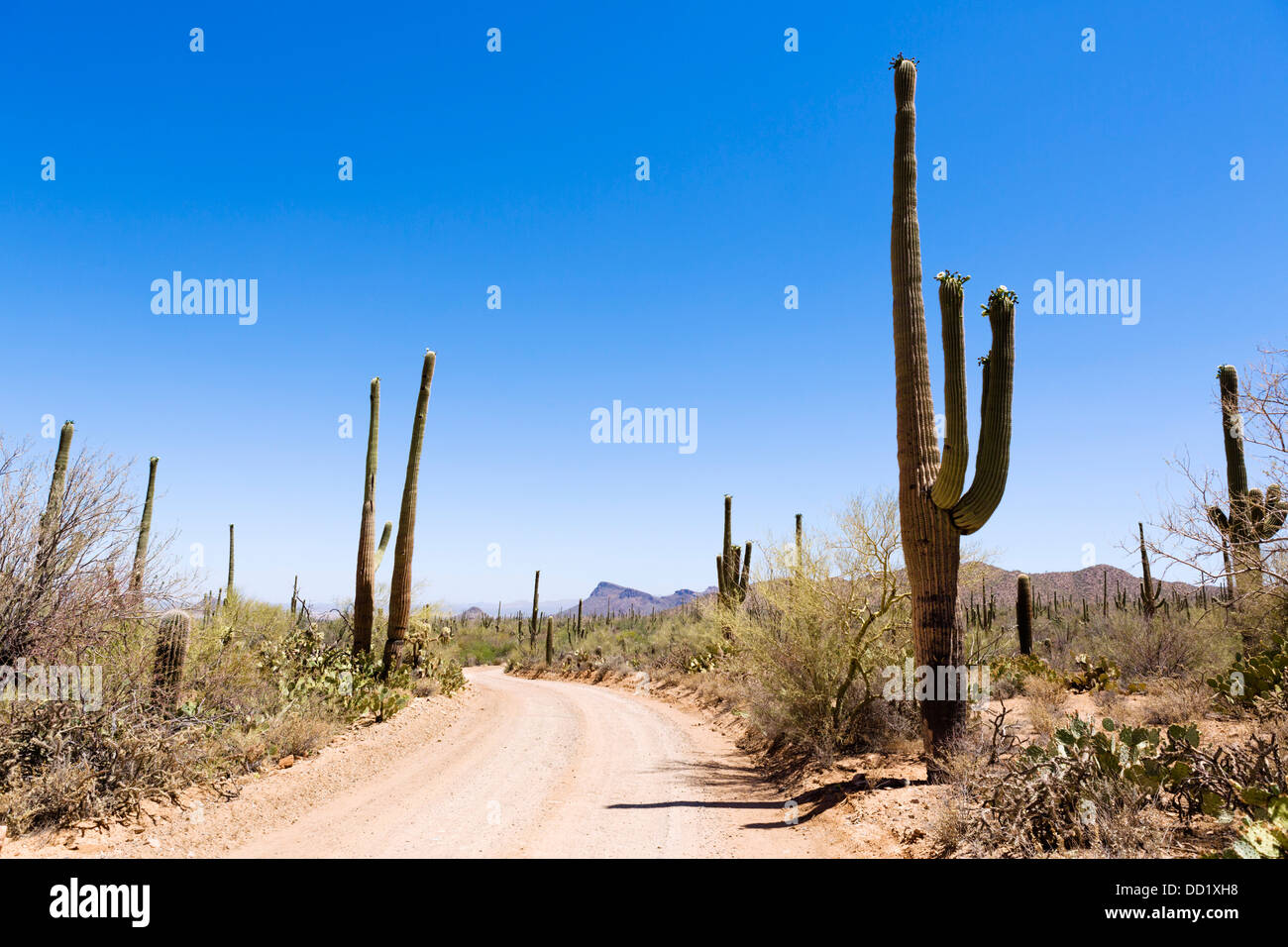 Straße durch Saguaro National Park West, Tucson, Arizona, USA Stockfoto
