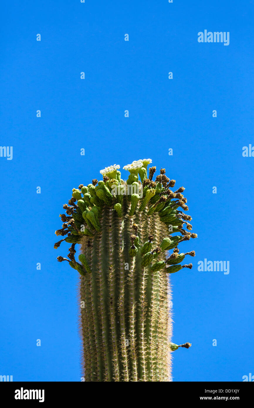 Blühenden Saguaro Kaktus, Saguaro National Park West, Tucson, Arizona, USA Stockfoto