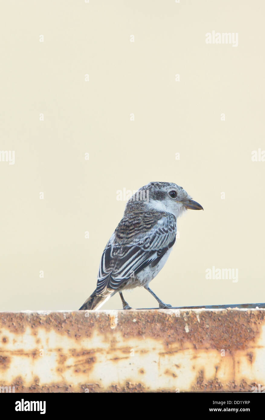 Juvenile maskierte Shrike Lanius Nubicus Südtürkei September Stockfoto