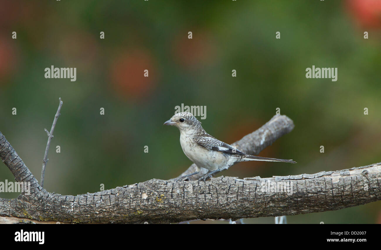 Juvenile maskierte Shrike Lanius Nubicus Südtürkei September Stockfoto