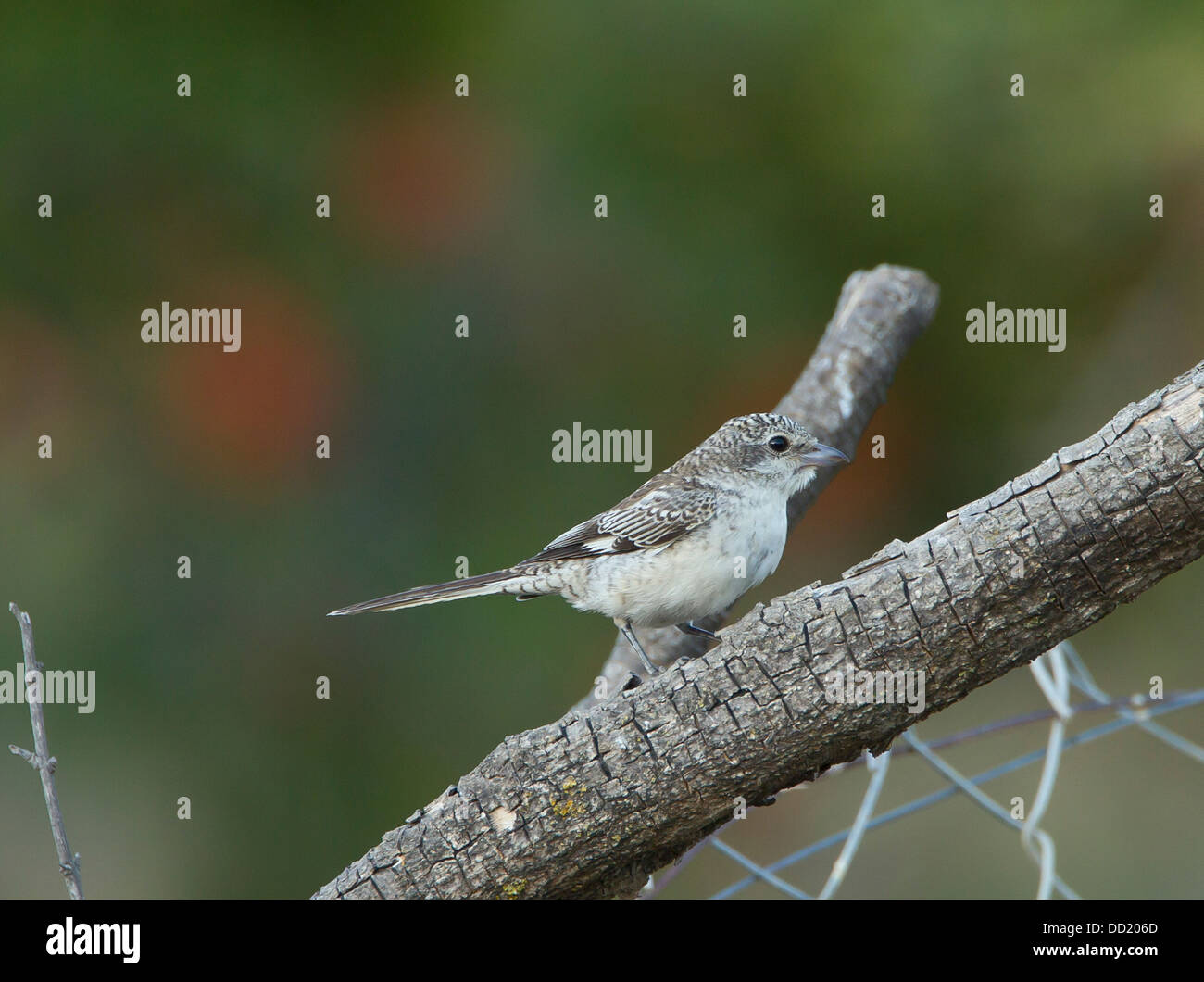 Juvenile maskierte Shrike Lanius Nubicus Südtürkei September Stockfoto