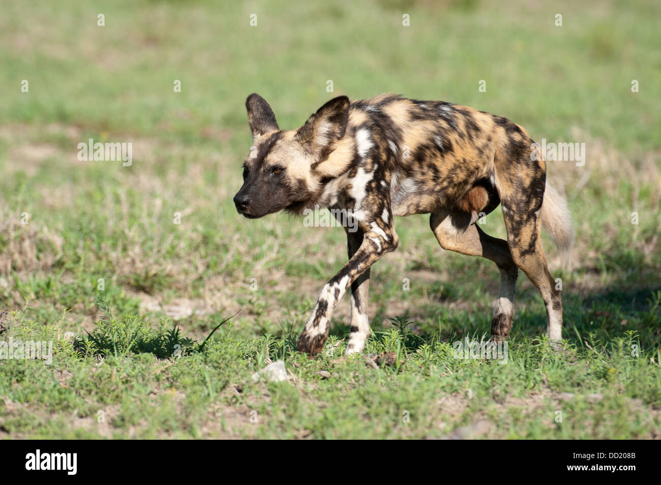 Wildhund (LYKAON Pictus), Madikwe Game Reserve, Südafrika Stockfoto