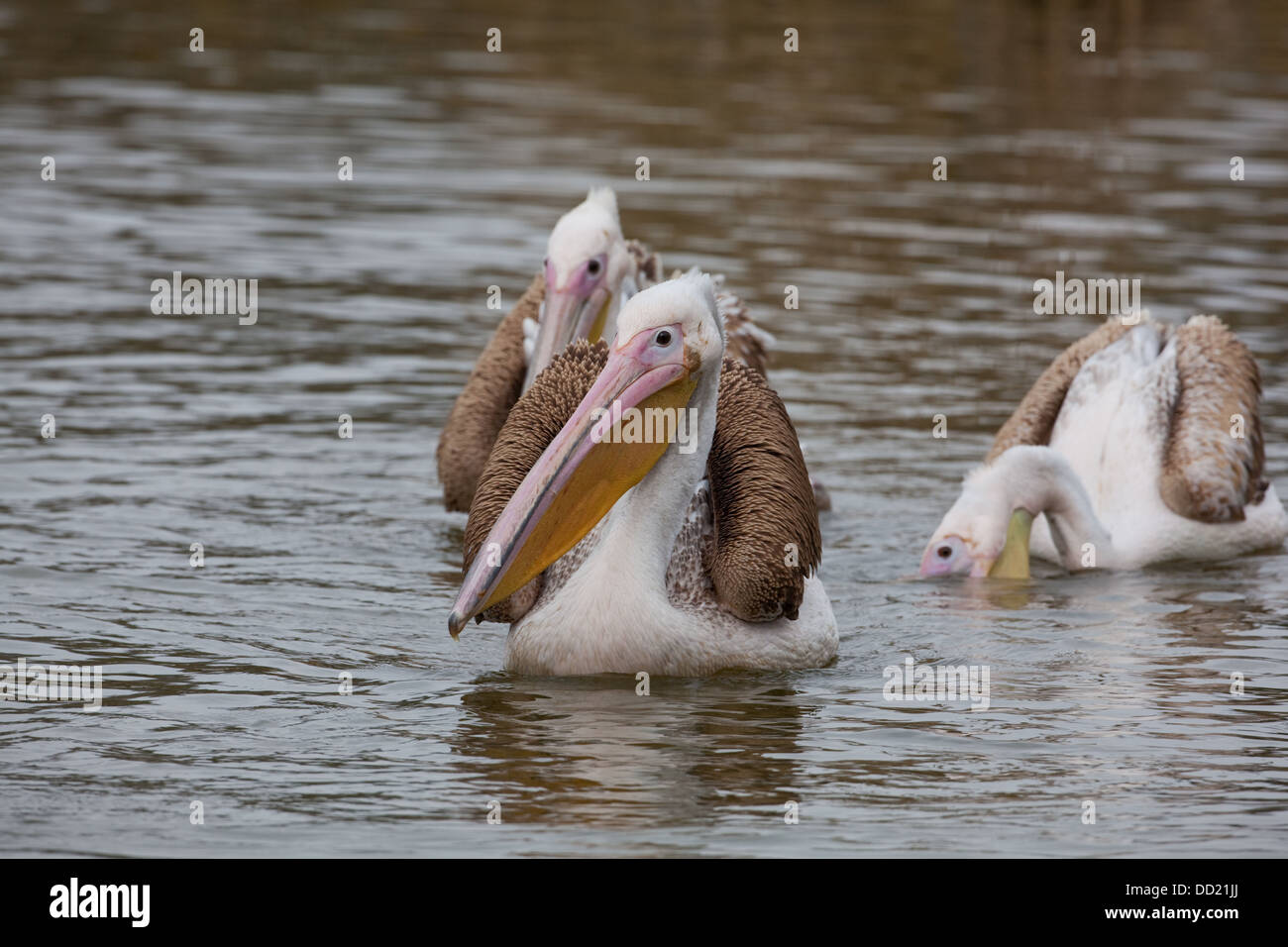 Großer weißer Pelikan (Pelikane Onocrotalus). Unreife Gefieder. Stockfoto