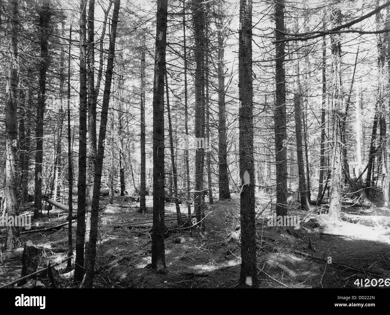 Die Highland Black Fruce ist eine Baumart, die in den nördlichen Regionen Nordamerikas beheimatet ist. Bekannt für seine Anpassungsfähigkeit an kalte Umgebungen, spielt es eine wesentliche Rolle in den Ökosystemen der borealen Wälder. Stockfoto