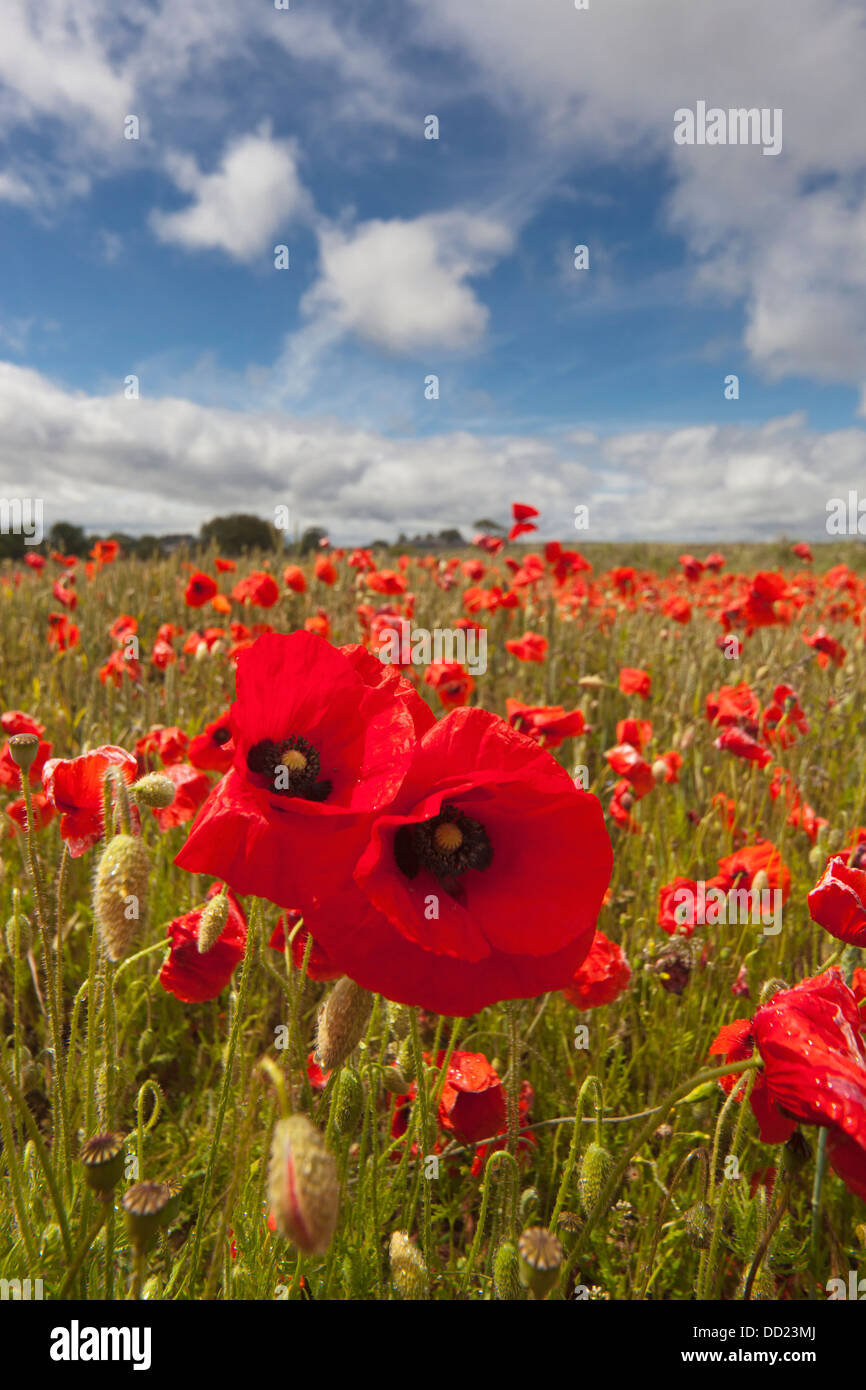 Eine Fülle von roten Mohnblumen In einem Feld; Northumberland, England Stockfoto