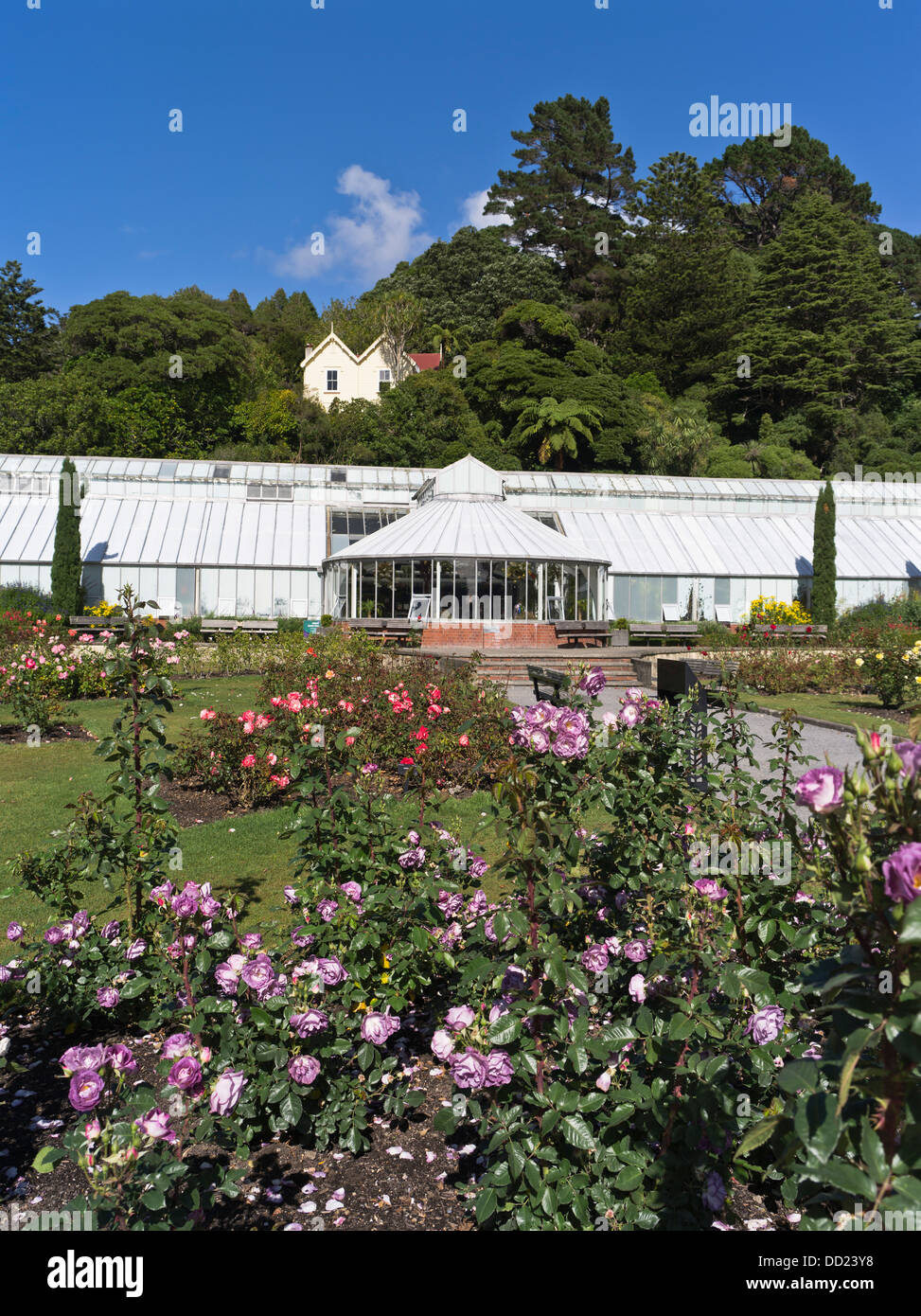 dh Wellington Botanic Garden WELLINGTON NEW ZEALAND Rosenstrauch Lady Norwood Rose Begonia Gartenhaus Gewächshaus Stockfoto