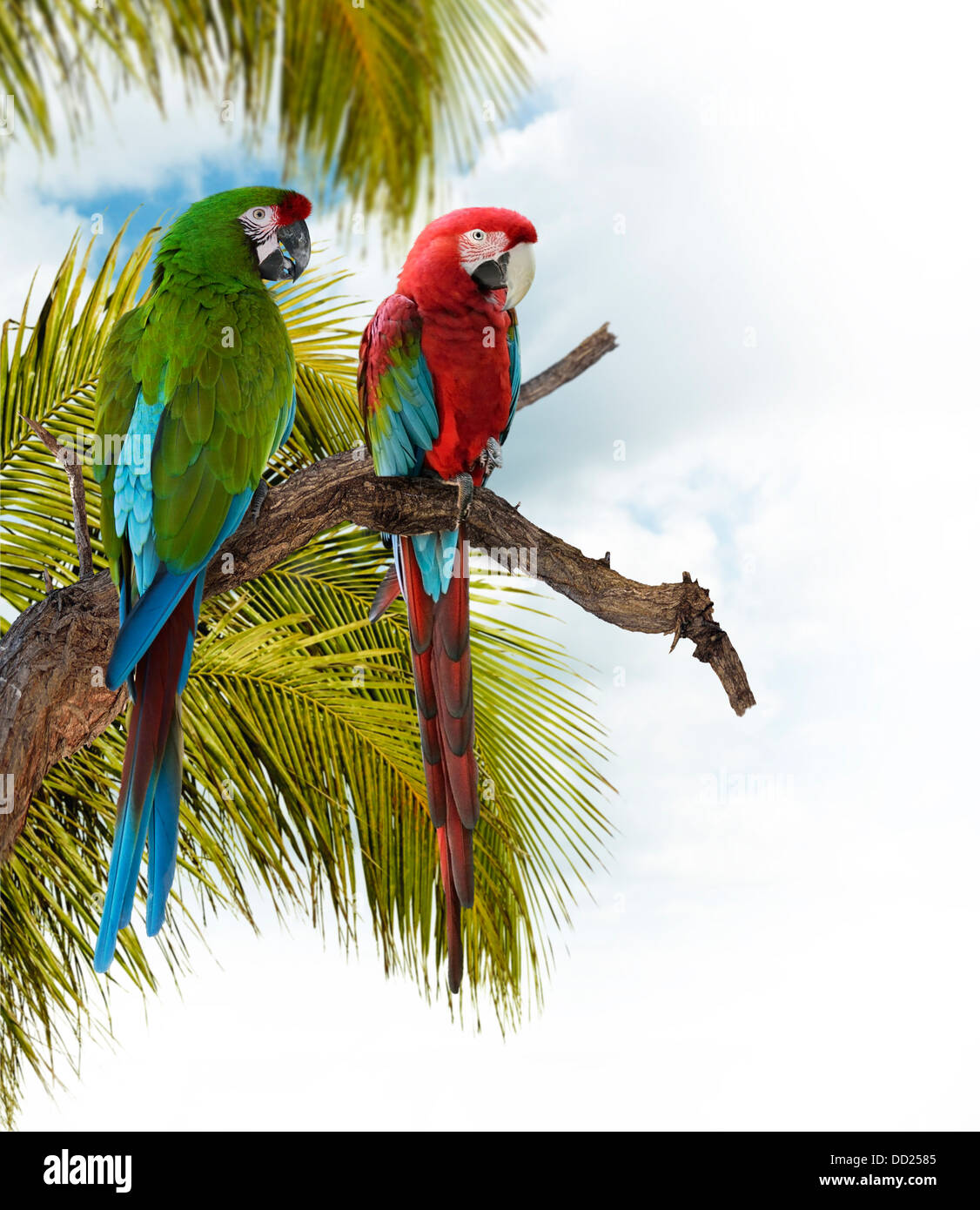 Bunte Ara Papageien hocken auf einem Ast Stockfoto