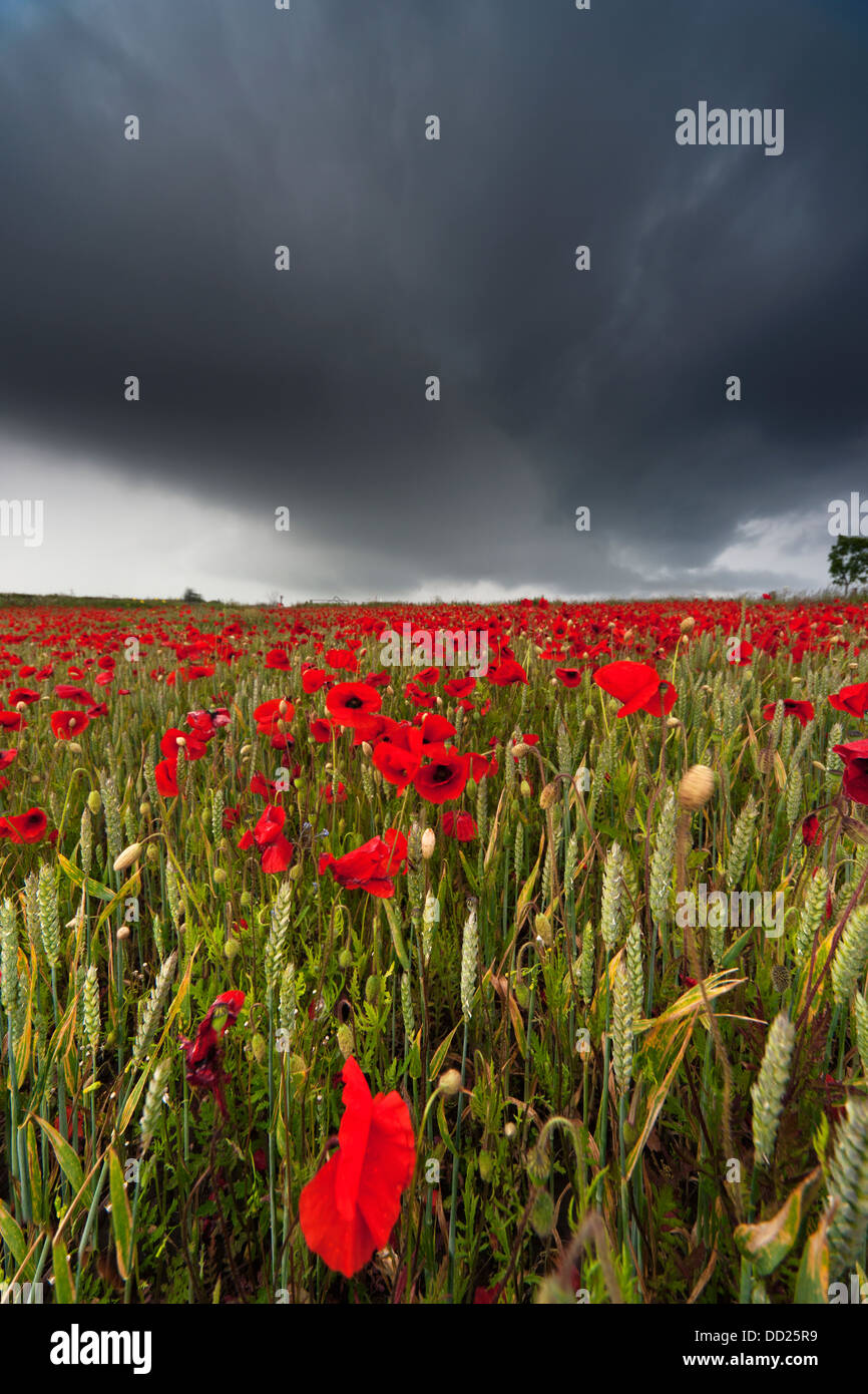 Ein Feld der rote Mohn unter dunklen Gewitterhimmel; Northumberland, England Stockfoto