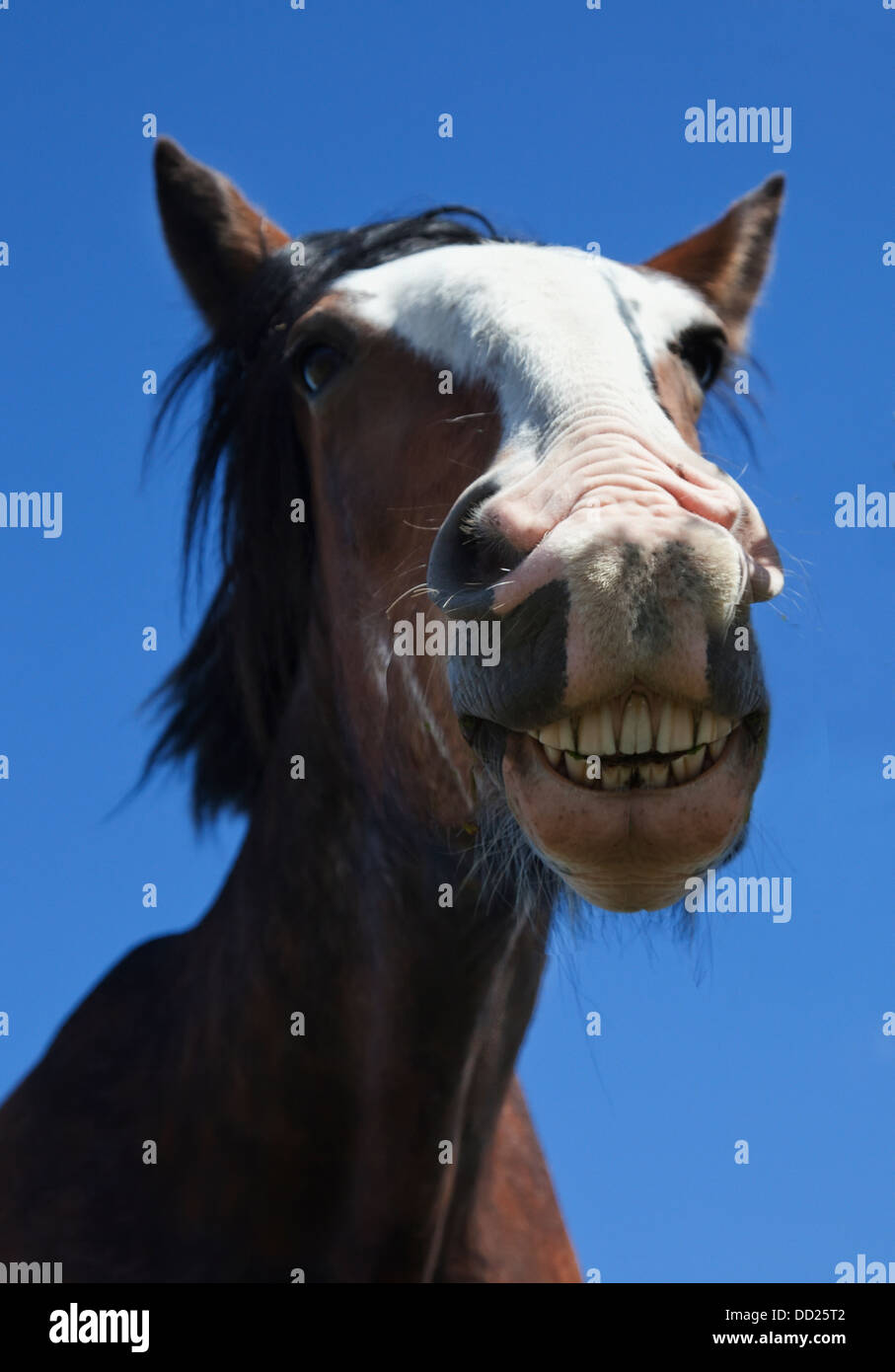 Ein Pferd zu Lächeln und zeigt seine Zähne; Northumberland, England Stockfoto