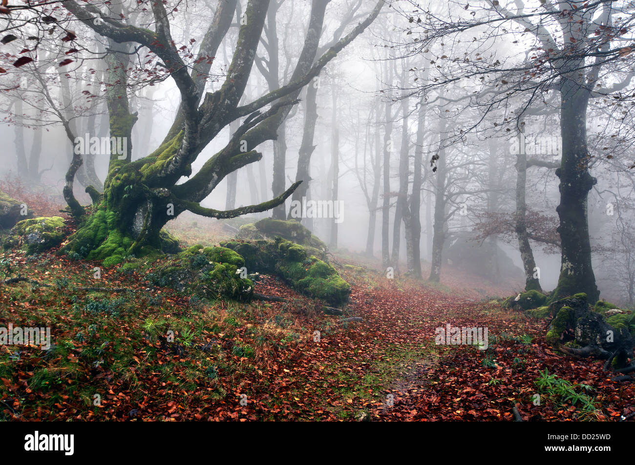 Pfad zum geheimnisvollen und nebligen Wald. Urbasa, Navarra, Spanien. Stockfoto