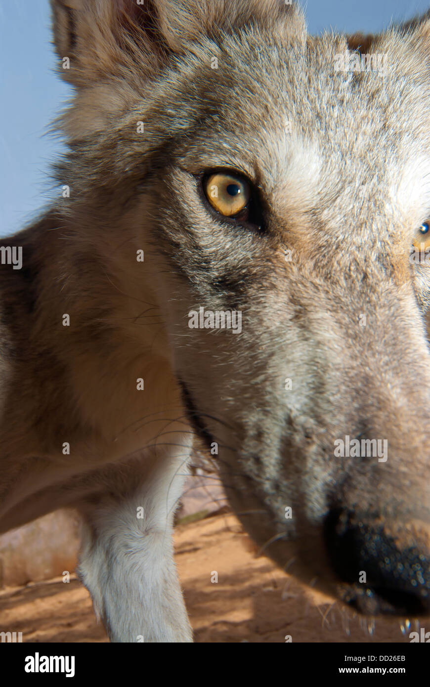 Wolf, sehr nah an der Linse Stockfoto