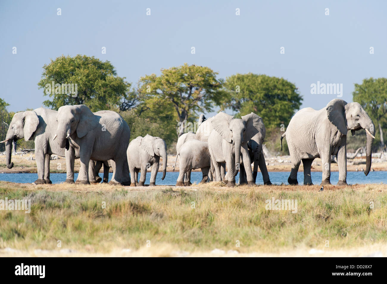 Elefanten Herde (Loxodonta Africana) trinken an einer Wasserstelle, Etosha Nationalpark, Namibia Stockfoto