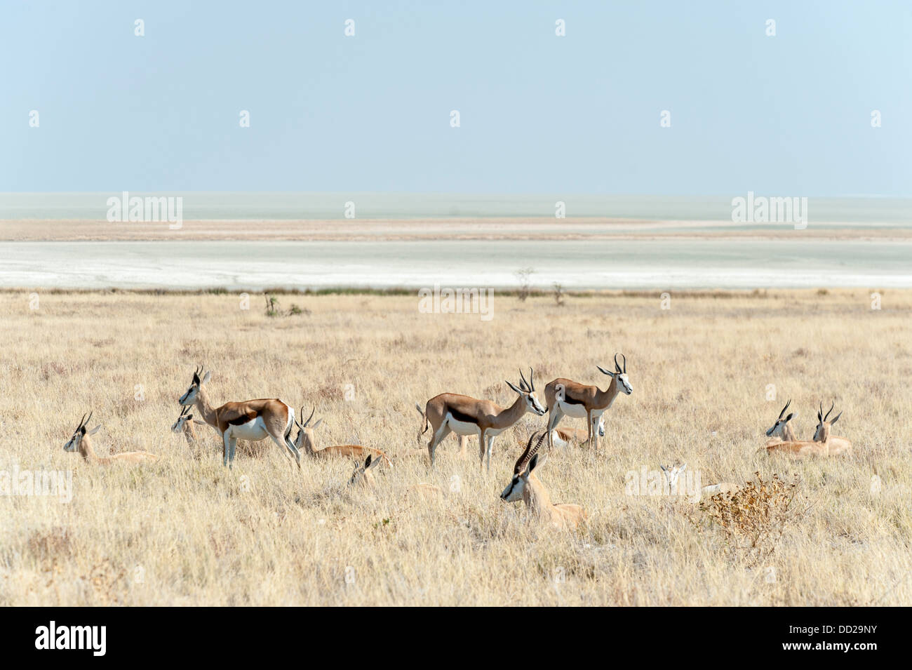 Springbock (Antidorcas Marsupialis) männlich liegen in der Wiese mit Weibchen, Etosha Salzpfanne im Hintergrund, Namibia Stockfoto