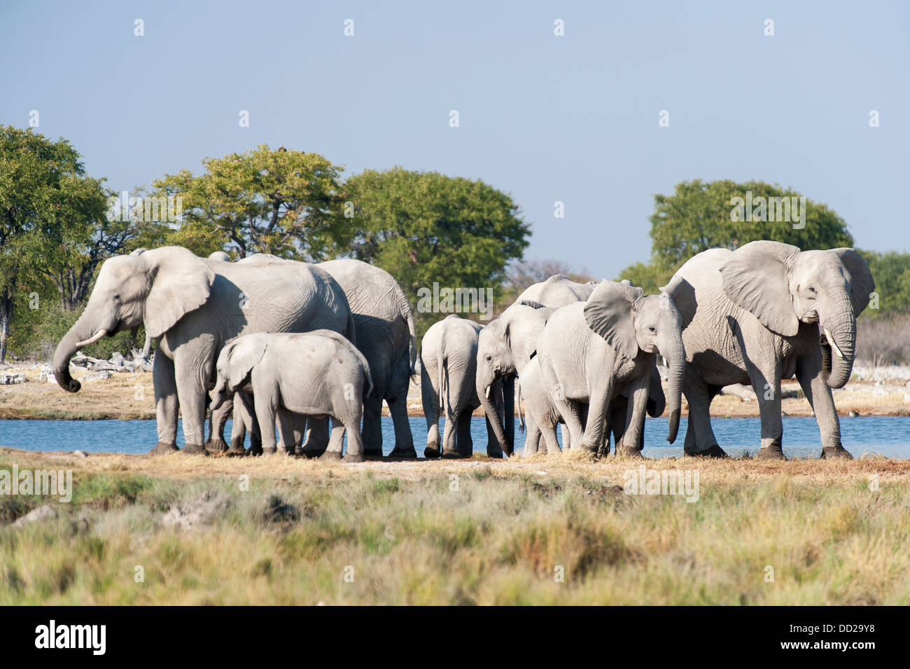 Elefanten Herde (Loxodonta Africana) trinken an einer Wasserstelle, Etosha Nationalpark, Namibia Stockfoto