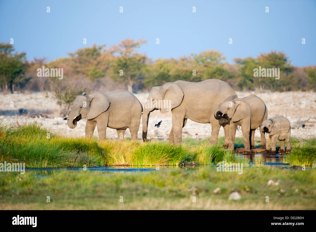 Elefanten (Loxodonta Africana) und Calfdrinking bei Rietfontein Wasserloch im Etosha Nationalpark, Namibia Stockfoto