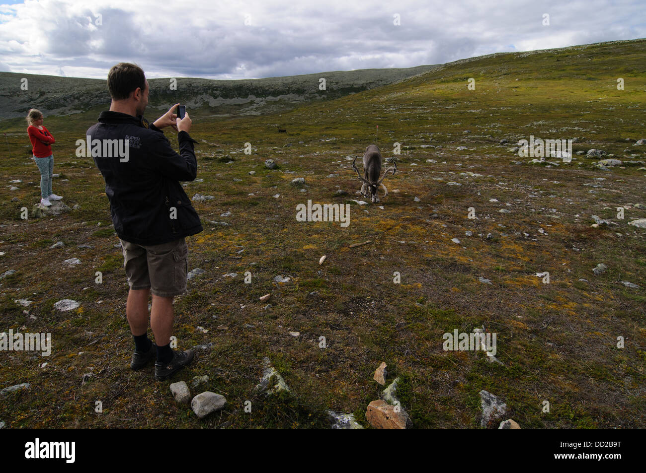Touristen fotografieren mit einem Mobiltelefon von Rentieren in Schwedisch-Lappland Stockfoto