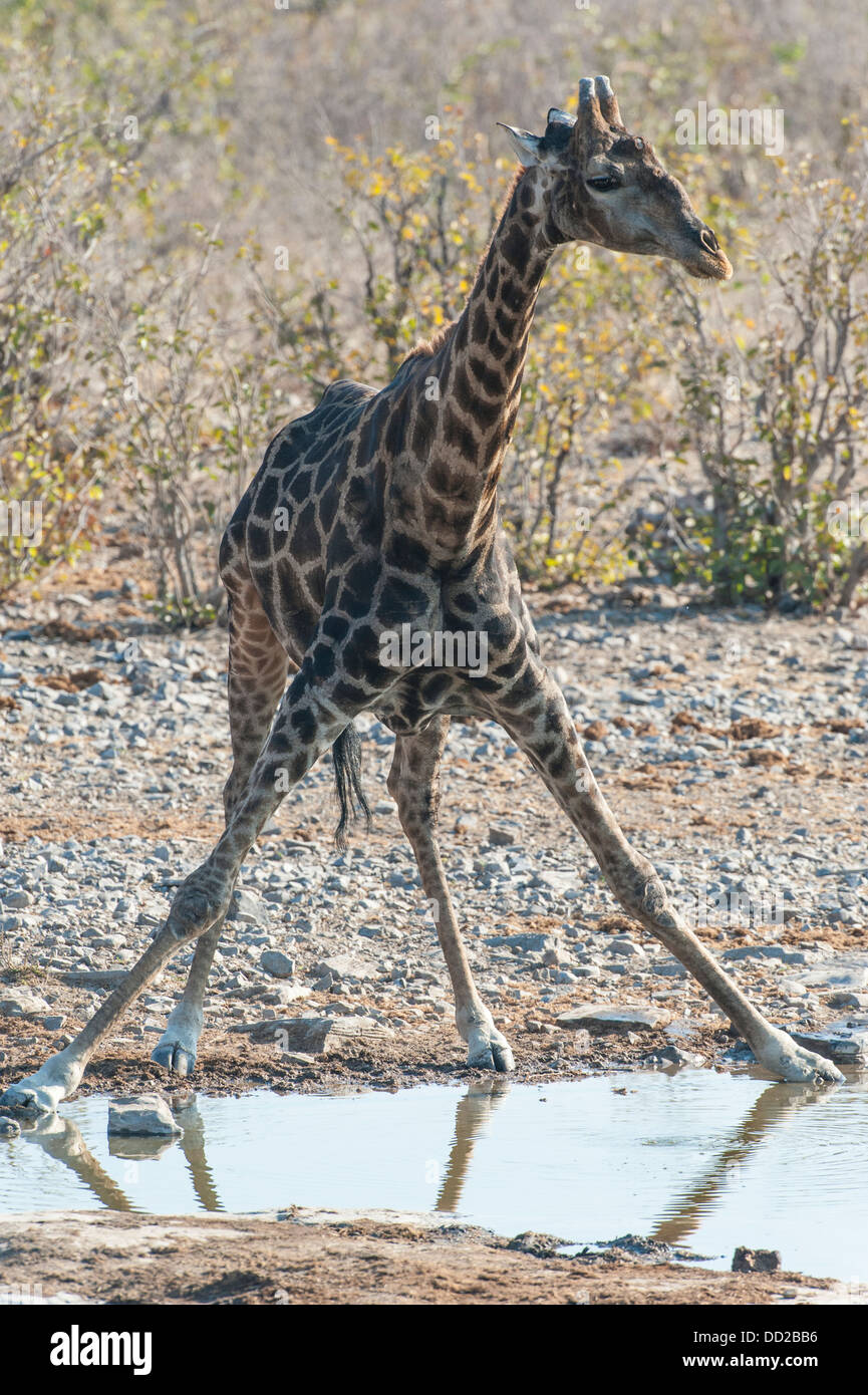 Giraffe (Giraffa Plancius) trinken an einer Wasserstelle, Etosha Nationalpark, Namibia Stockfoto
