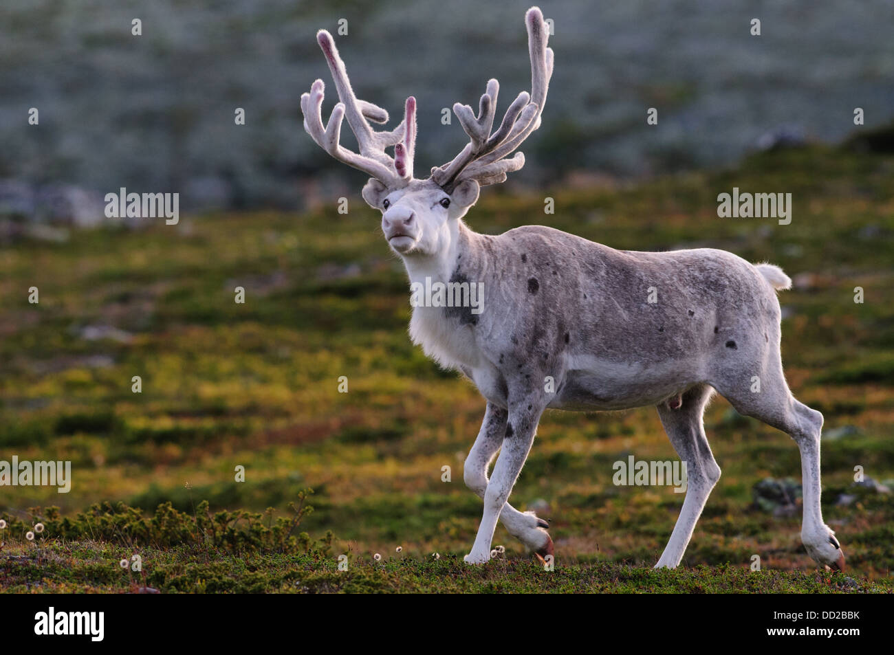 Weißen männlichen Rentier mit samt Geweih in Abend-Hintergrundbeleuchtung in Schwedisch-Lappland Stockfoto
