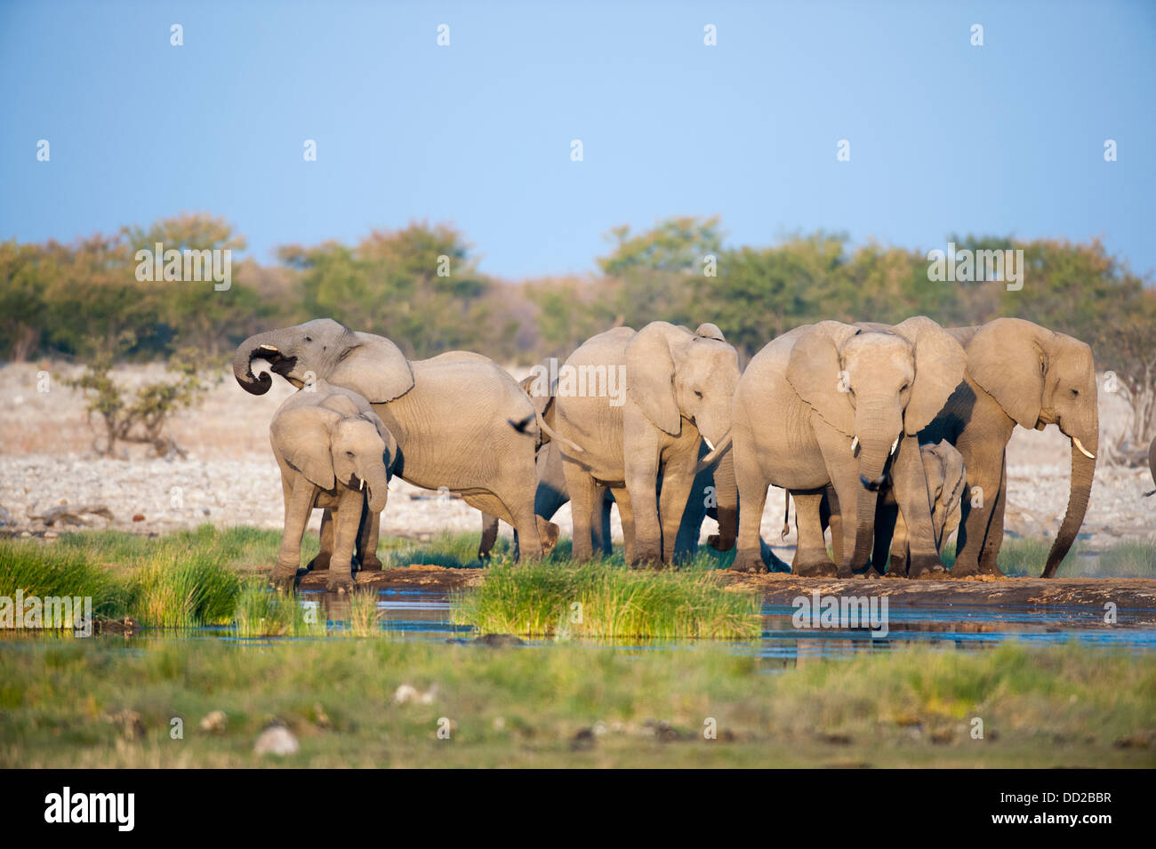 Gruppe von Elefanten (Loxodonta Africana) trinken bei Rietfontein Wasserloch im Etosha Nationalpark, Namibia Stockfoto
