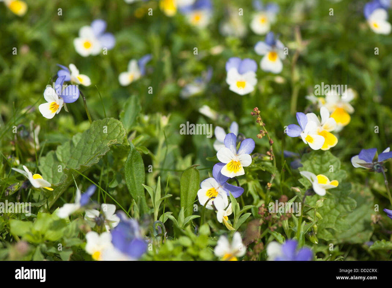 Wilde Stiefmütterchen oder Stiefmütterchen, Viola Tricolor, Blüte Stockfoto