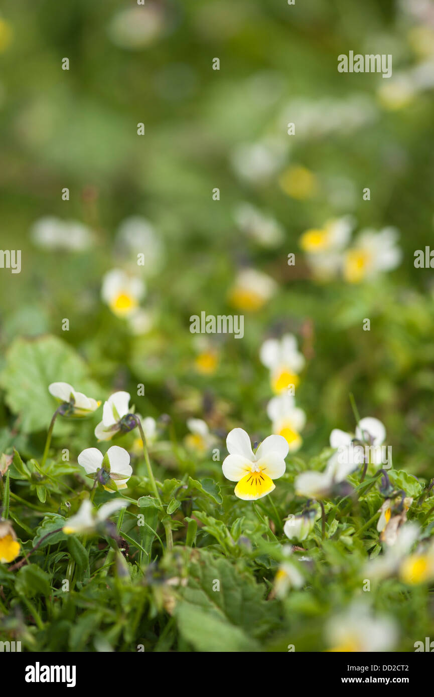 Wilde Stiefmütterchen oder Stiefmütterchen, Viola Tricolor, Blüte Stockfoto