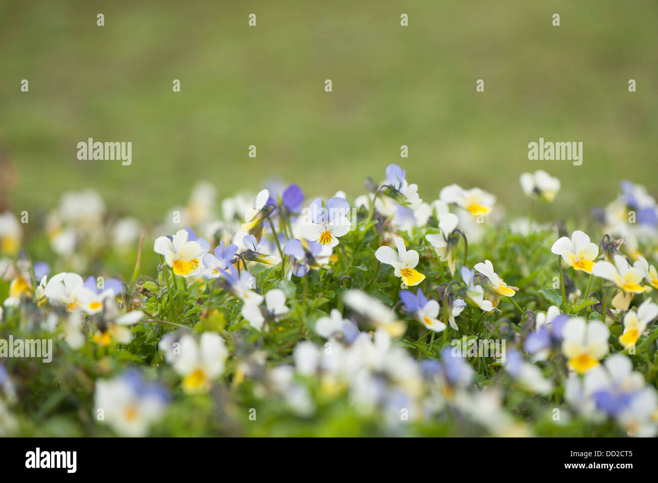 Wilde Stiefmütterchen oder Stiefmütterchen, Viola Tricolor, Blüte Stockfoto