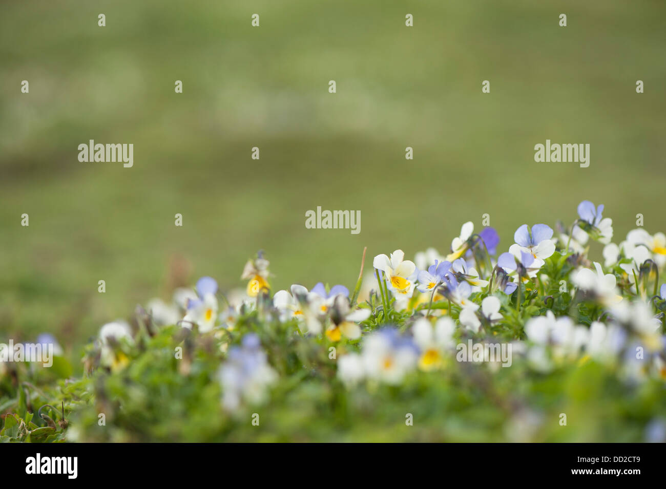 Wilde Stiefmütterchen oder Stiefmütterchen, Viola Tricolor, Blüte Stockfoto