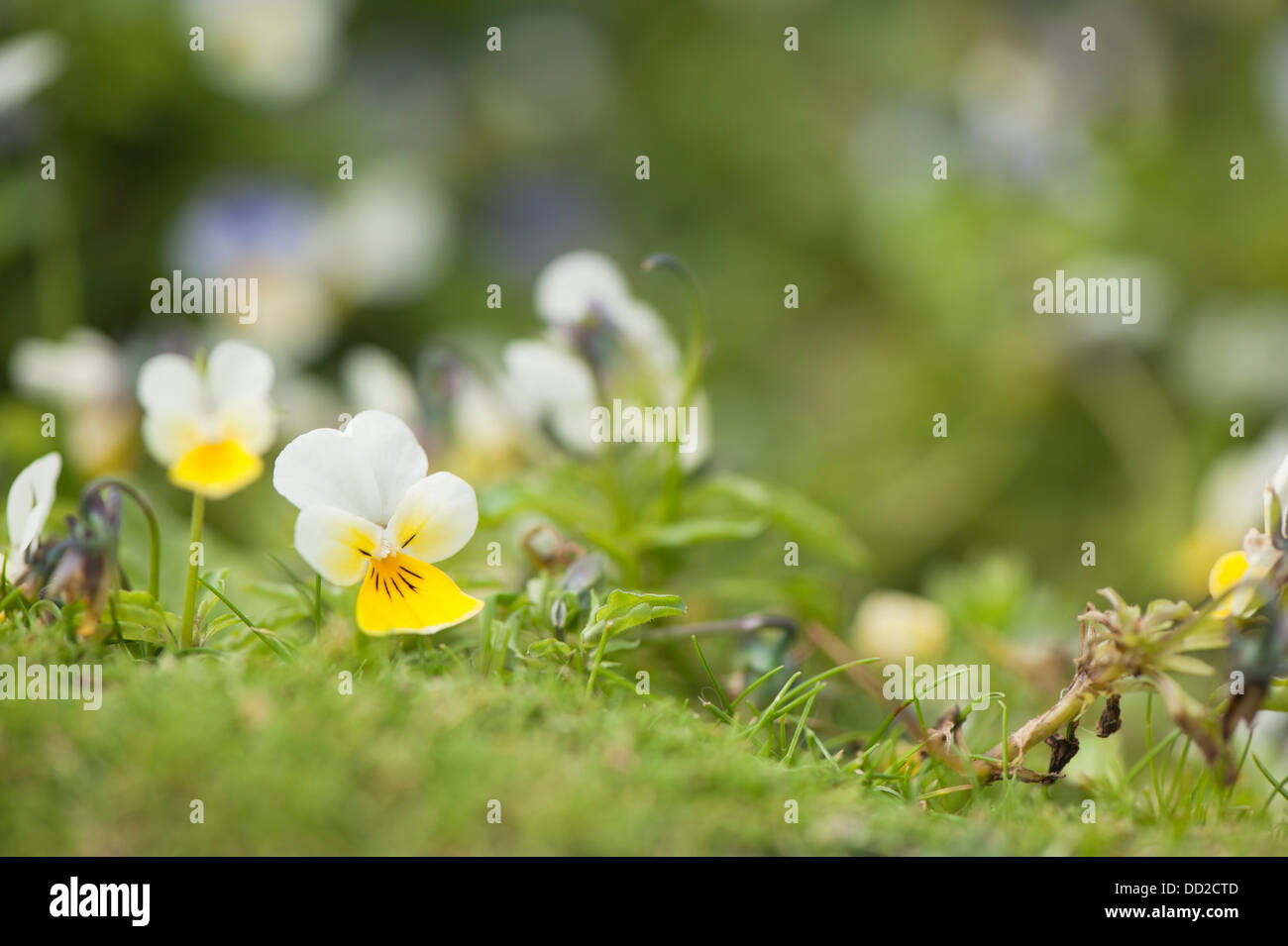 Wilde Stiefmütterchen oder Stiefmütterchen, Viola Tricolor, Blüte Stockfoto
