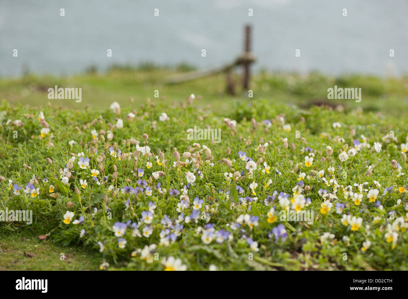 Wilde Stiefmütterchen oder Stiefmütterchen, Viola Tricolor, Blüte Stockfoto