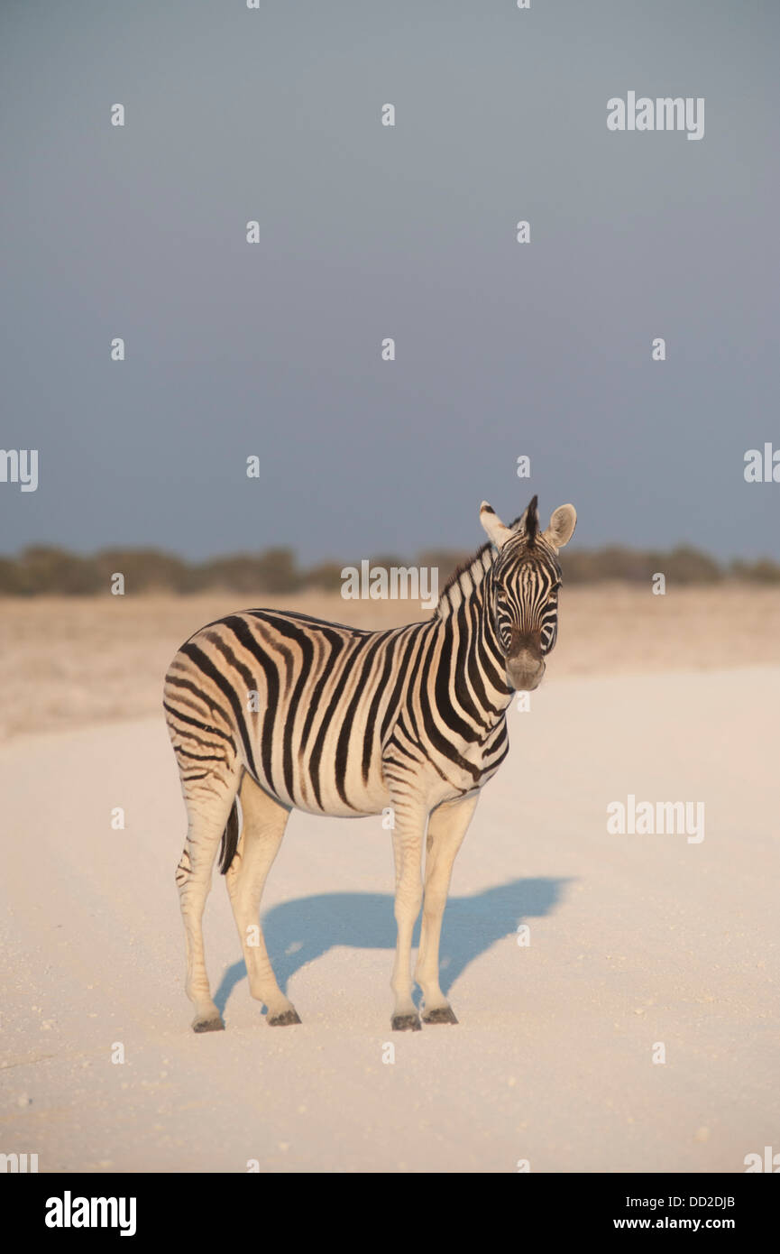 Burchell Zebra (Equus Quagga Burchellii) stehend auf einer staubigen Straße, Etosha Nationalpark, Namibia Stockfoto