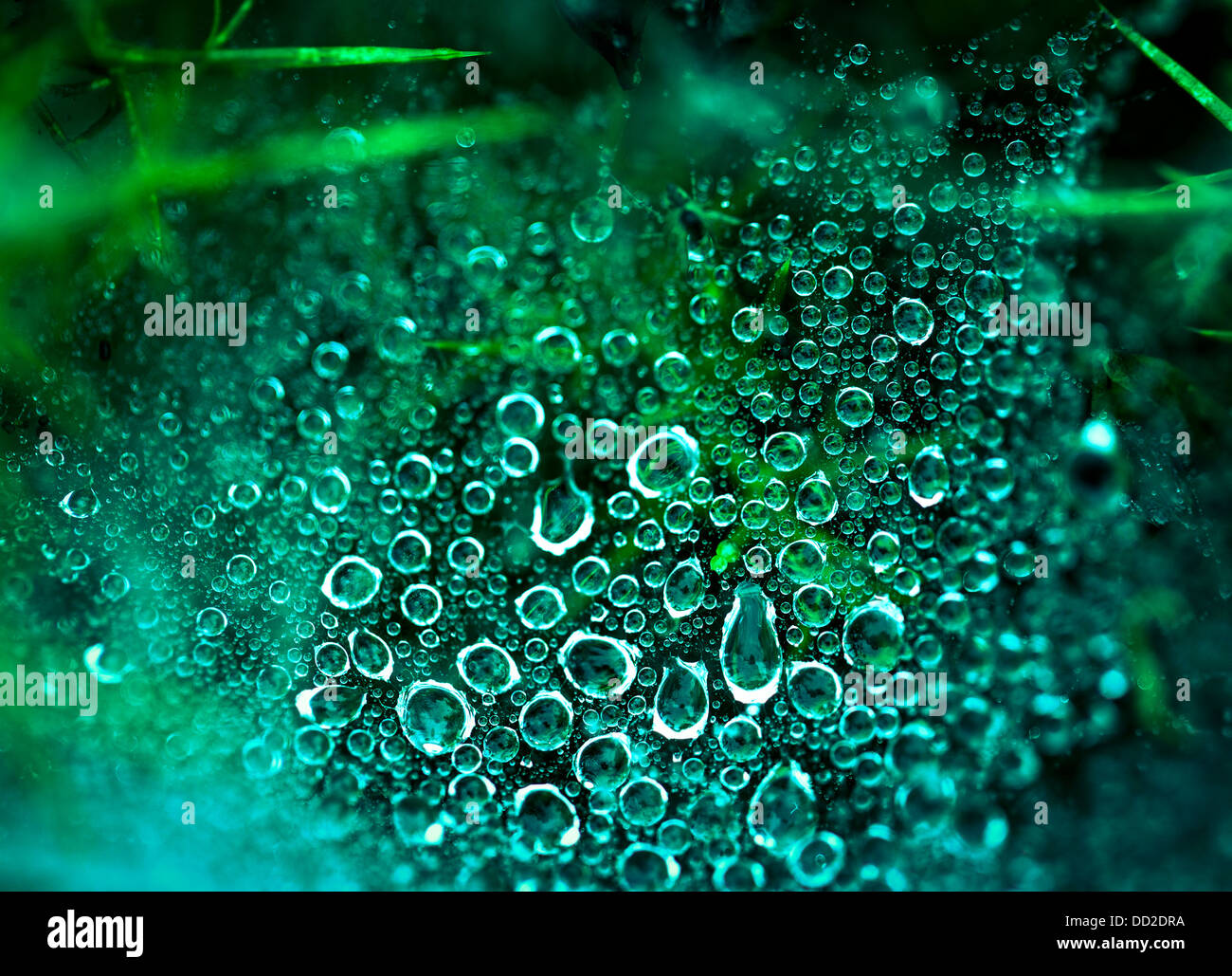 Ein Spinnennetz auf einem Stechginster getränkt in Foggy Dew, Makro fotografiert und Farbe hervorgehoben Stockfoto