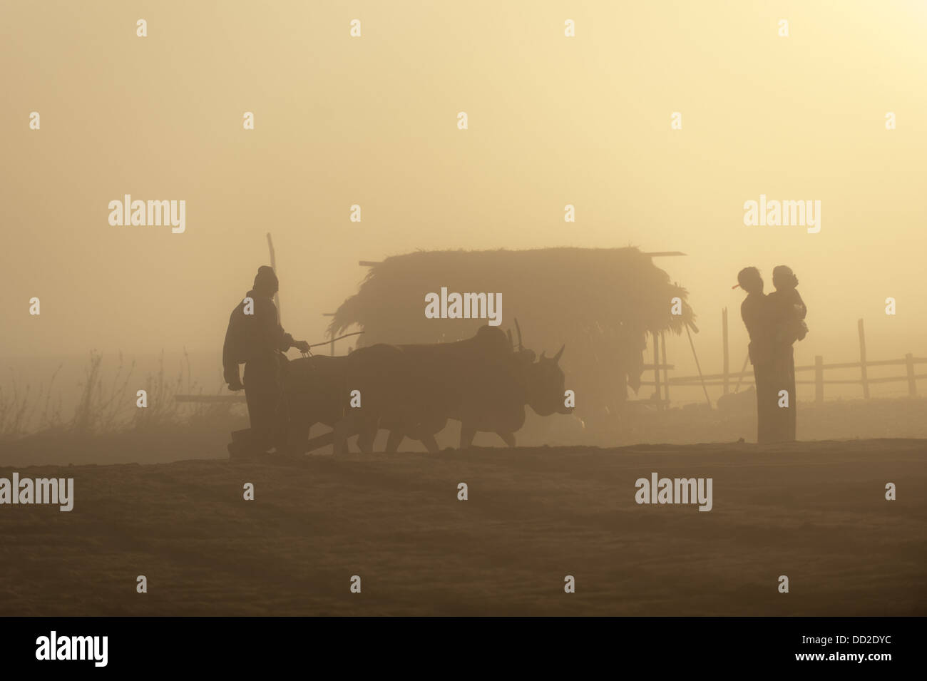 Nebeliger Morgen auf der Familienfarm in Burna Stockfoto