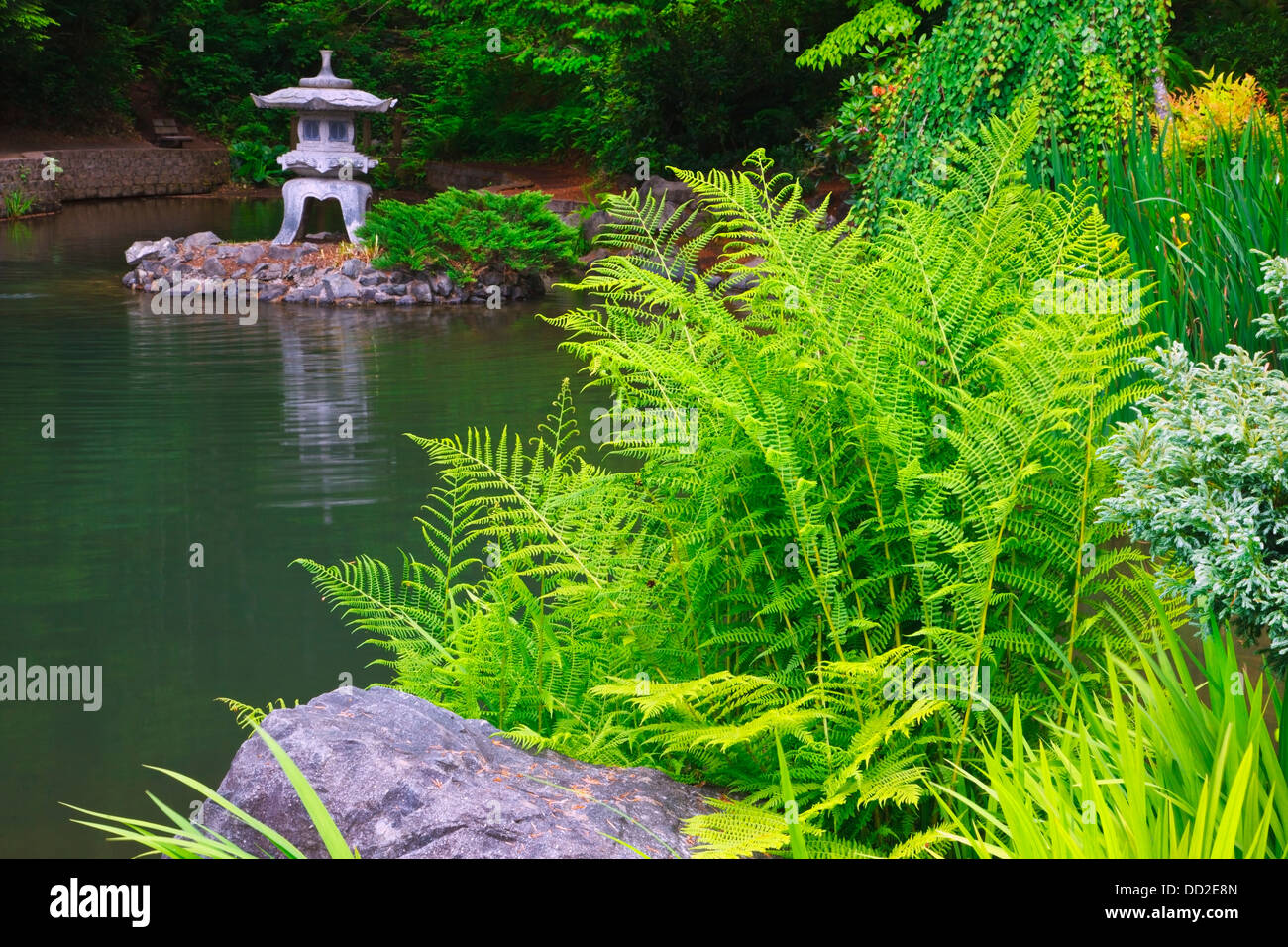 Pflanzen wachsen auf den Rand eines Teiches In Mingus Park; Coos Bay, Oregon, Vereinigte Staaten von Amerika Stockfoto