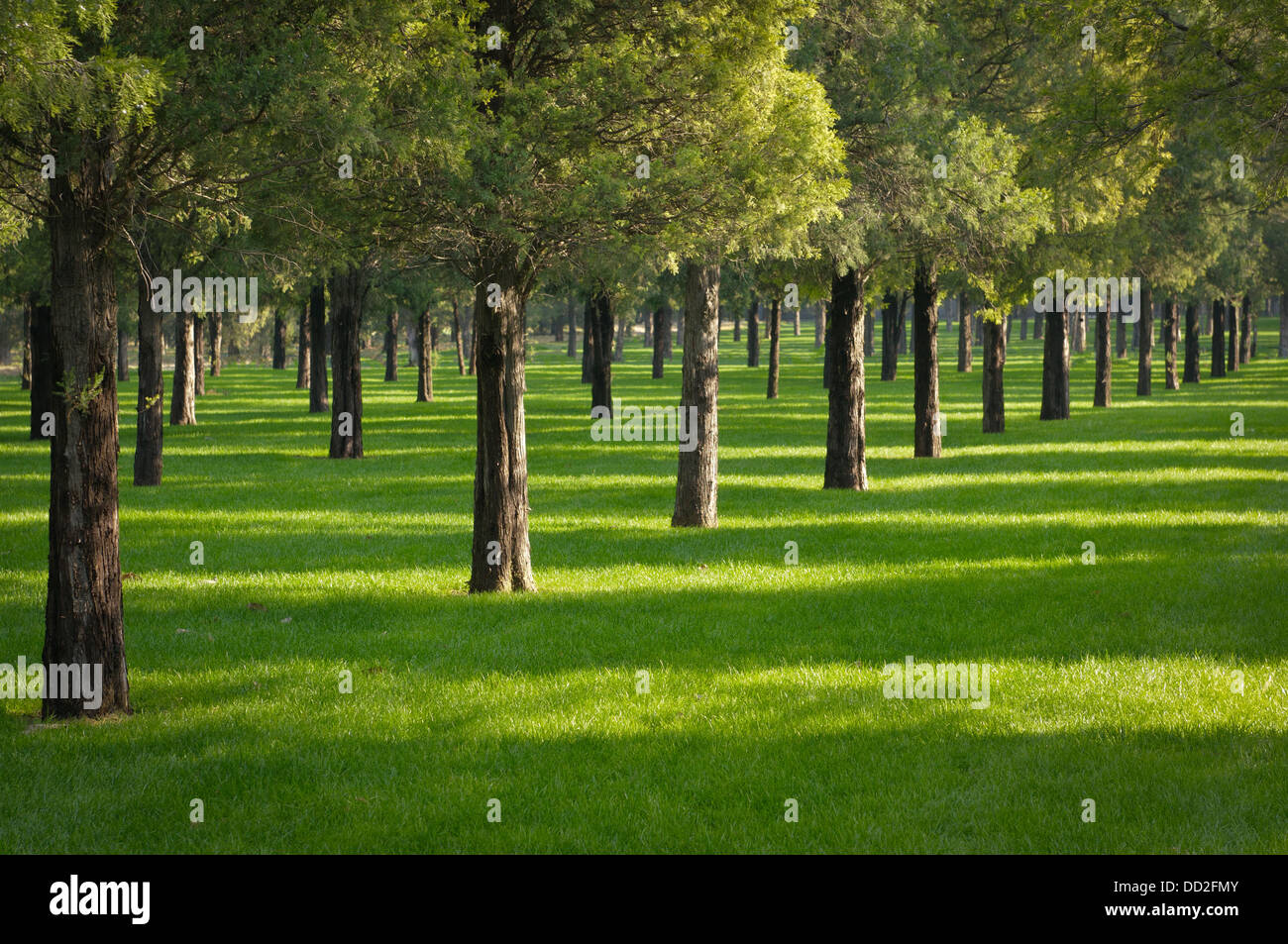 Künstlerisch gepflanzt und gut gepflegte Garten umgeben der Himmelstempel in Peking, China. Stockfoto