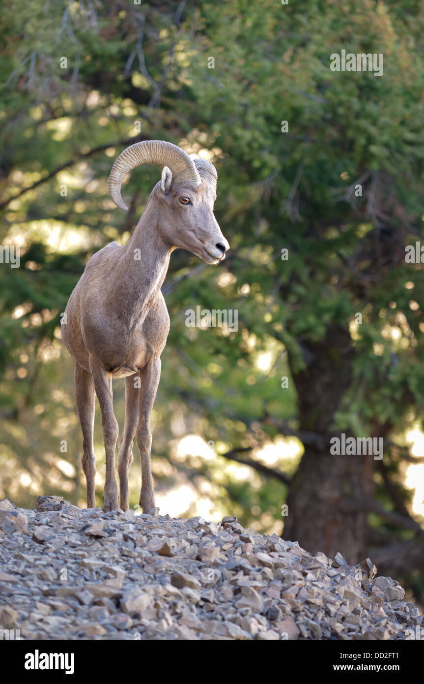 Eine große männliche Big Horn Schafe (Ovis Canadensis) hält ein wachsames Auge auf seinen Harem von oben auf eine große Felsformation. Stockfoto