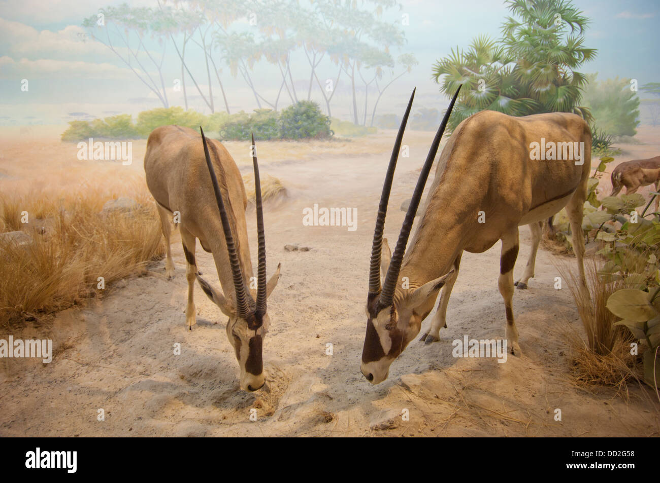 Antilope im Sand mit dem Kopf nach unten; San Francisco, Kalifornien, Vereinigte Staaten von Amerika Stockfoto