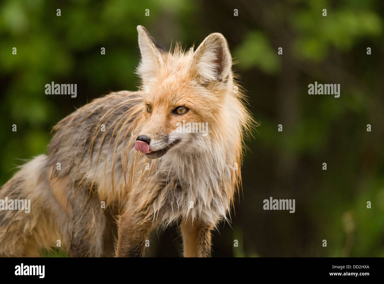 Rotfuchs (Vulpes Vulpes) In Prince Albert National Park; Saskatchewan, Kanada Stockfoto