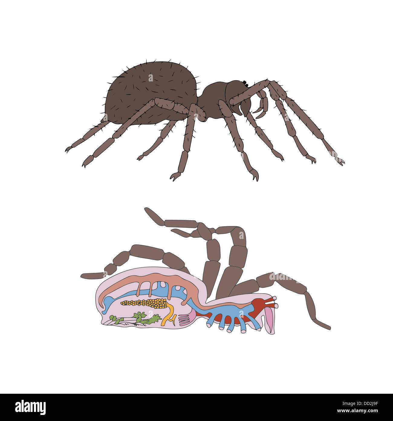 Zoologie, Anatomie, Morphologie, Querschnitt der Spinne Stockfoto