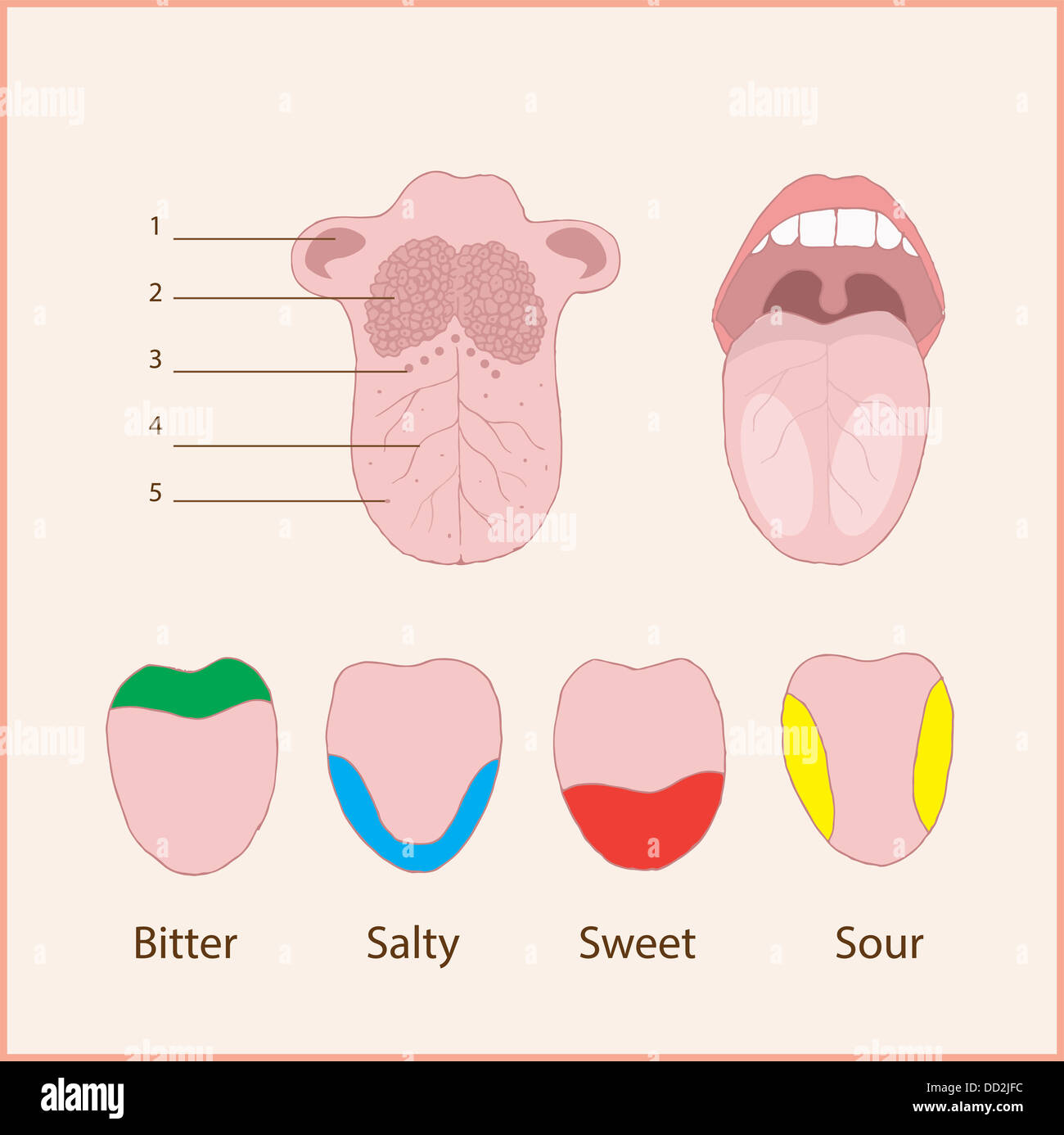 Anatomie der menschlichen Zunge. Grundlegende Geschmack Stockfotografie