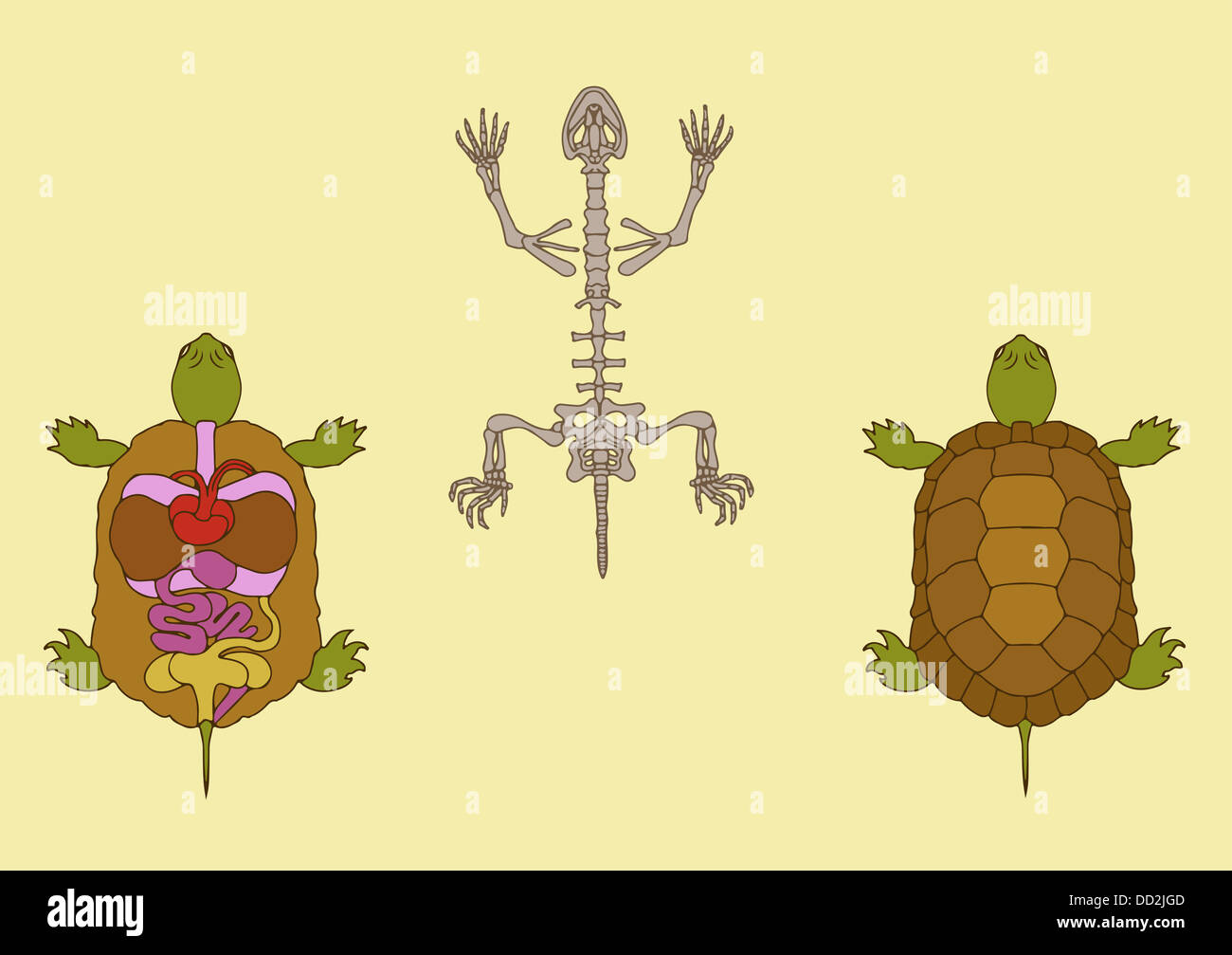 Turtle Anatomie Stockfoto