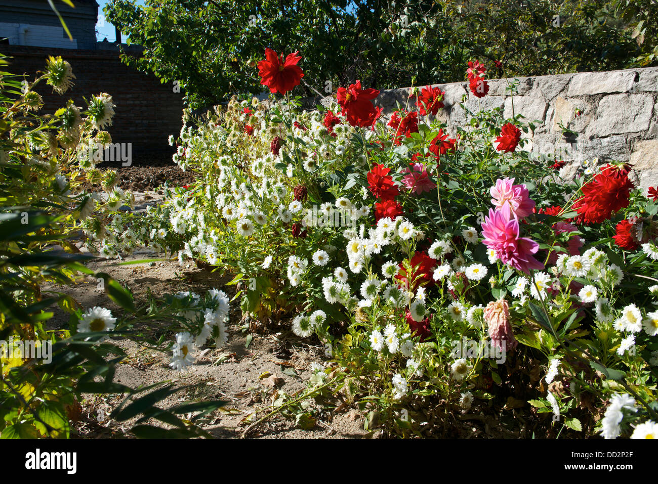 Gartenblüten und Blumen. Stockfoto