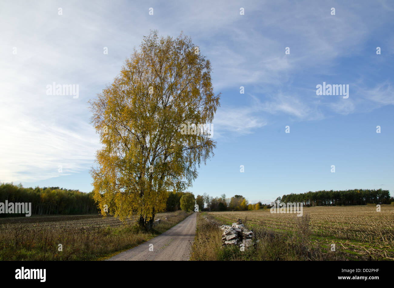 Solitär-Birke auf Landstraße Stockfoto