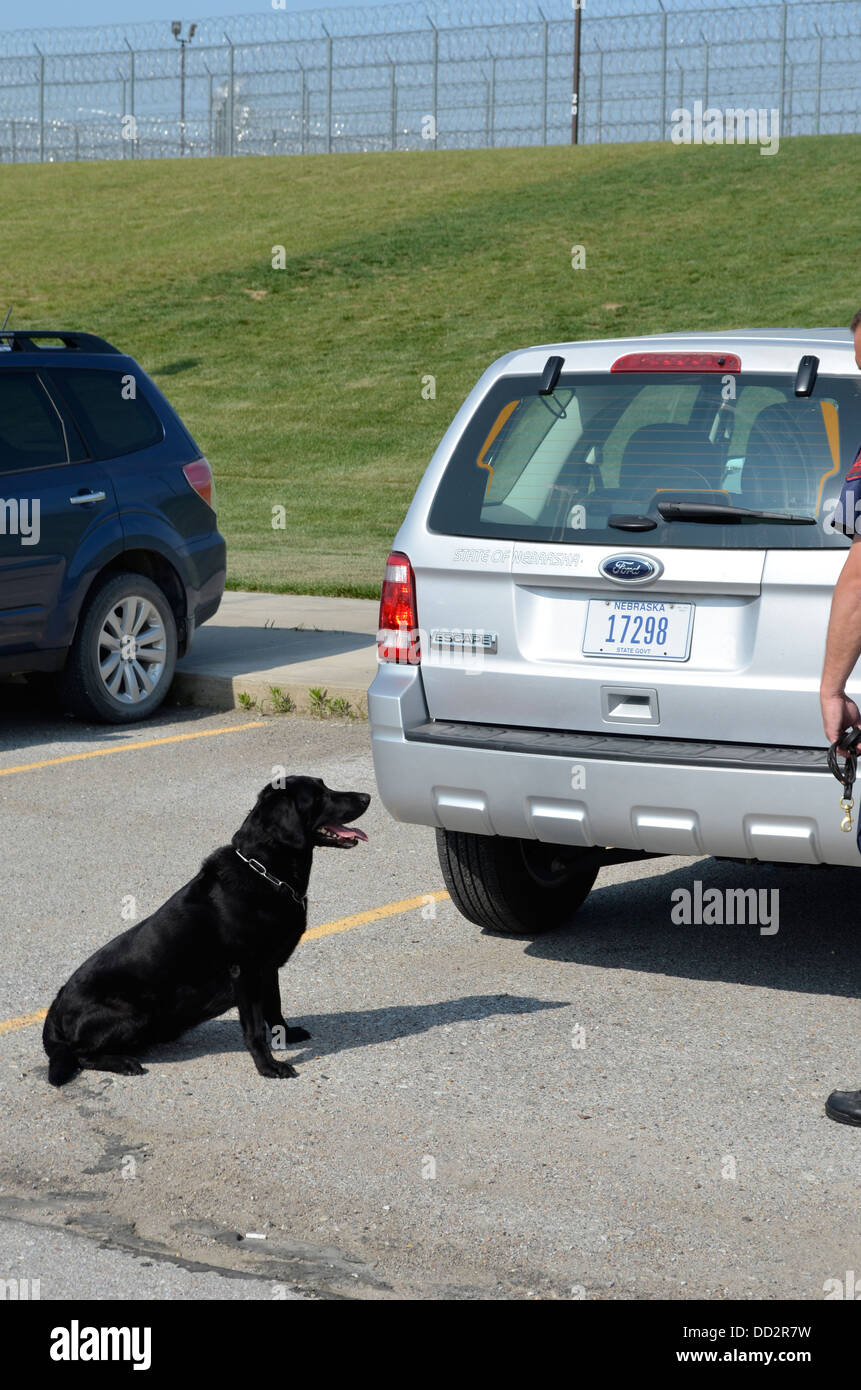 K-9 warten zu Beginn eine zufällige Arzneimittelsuche auf dem Parkplatz von einem amerikanischen Hochsicherheitsgefängnis. Labrador. Stockfoto