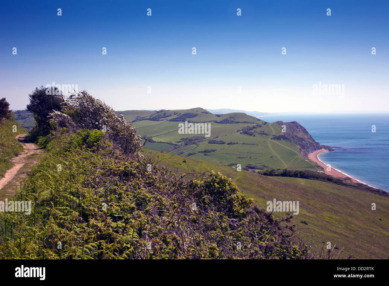 Blick nach Osten von der "green Lane" unten Golden Cap, die Bestandteil der SW Coastal Path, Dorset, England, UK Stockfoto